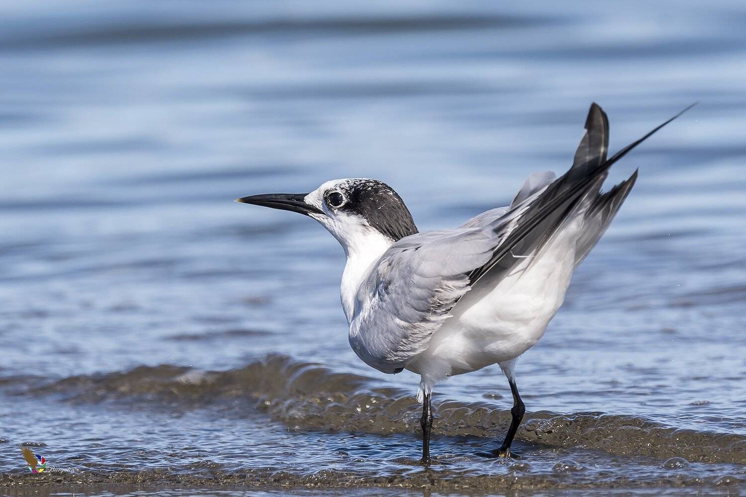 , Fernando Burgalin Sequeira