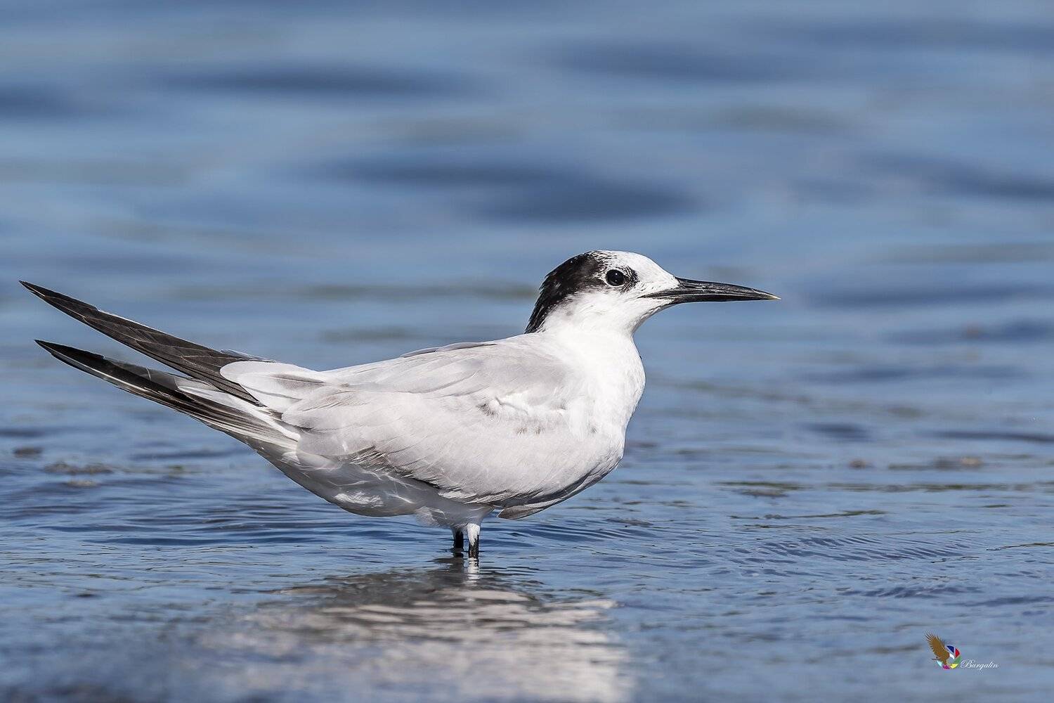 , Fernando Burgalin Sequeira