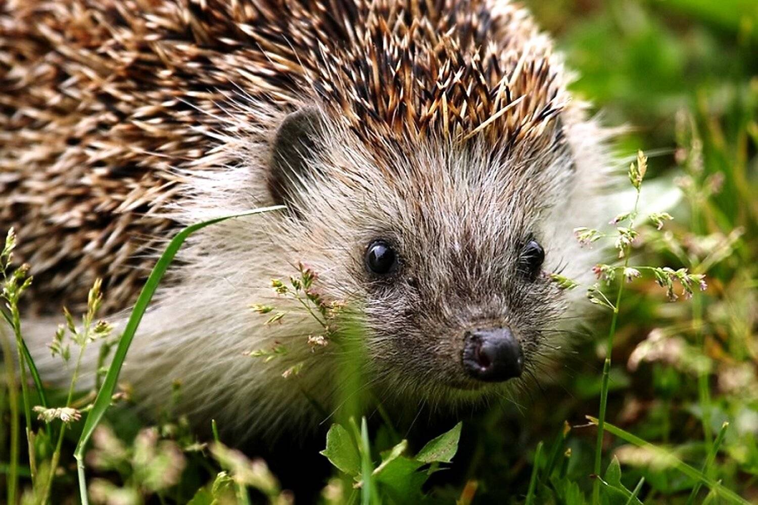 , Razgulyaev Aleksandr