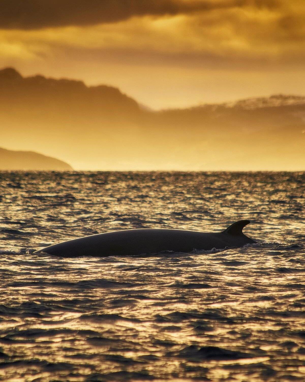 , Иван Курмышов