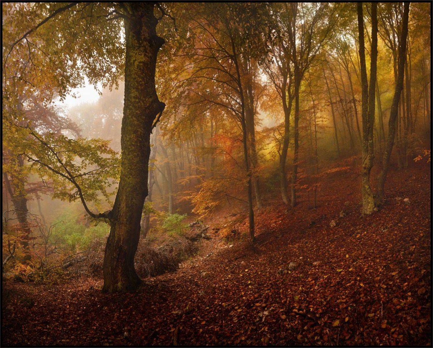 , Владимир Метцгер