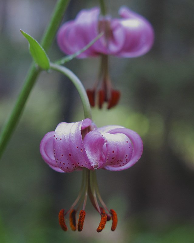 в ботаническом лесу фото превью