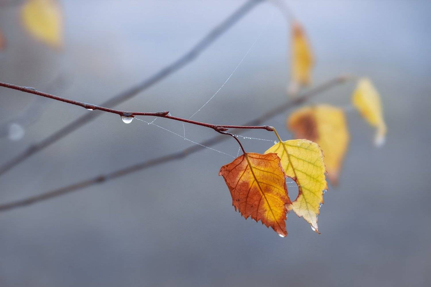 canon 55-250, beautiful, красивый, moment, момент, nature, природа, autumn, осень, осенние, leaves, листья, branch, ветка, birch, береза, droplets, капельки, капли, cobweb, паутинки, fog, туман,, Наталья Терентьева