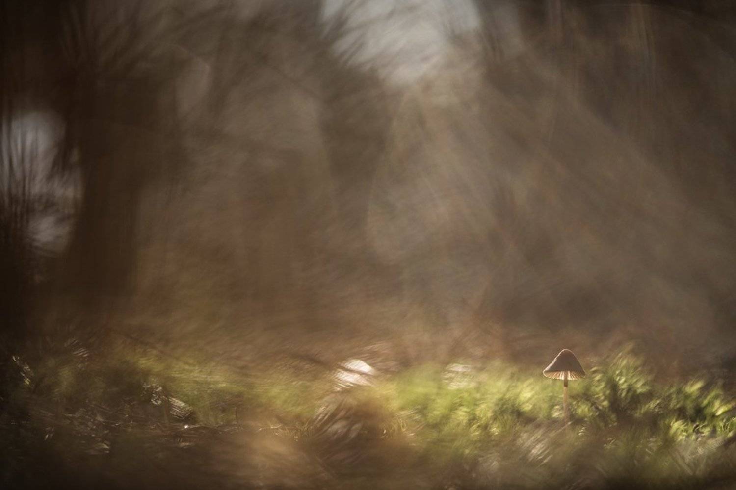 макро, гриб, поганка, свет, цвет, осень, мох, воронеж,, Геннадий Мещеряков