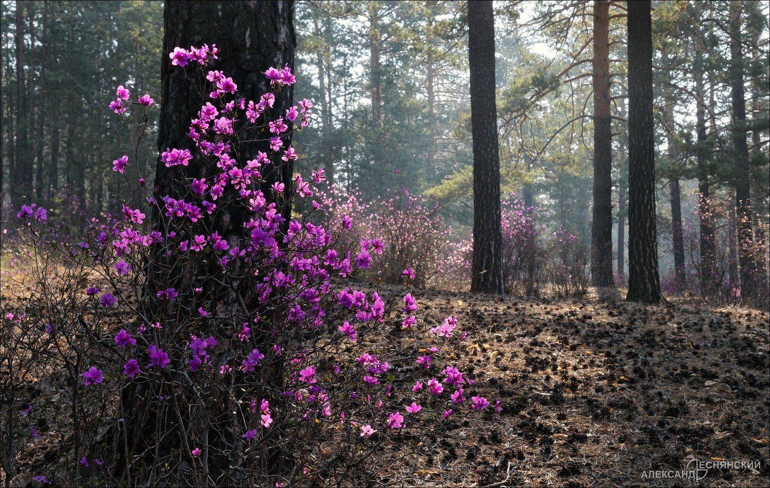 Забайкальский край, Александр Леснянский