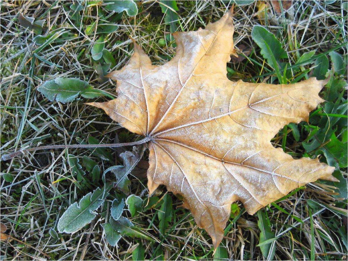 осень, КарОл