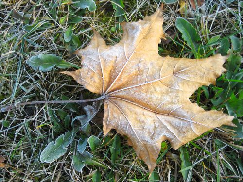 Первый заморозок