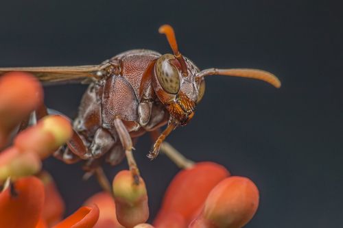 Bee and orange flower in garden