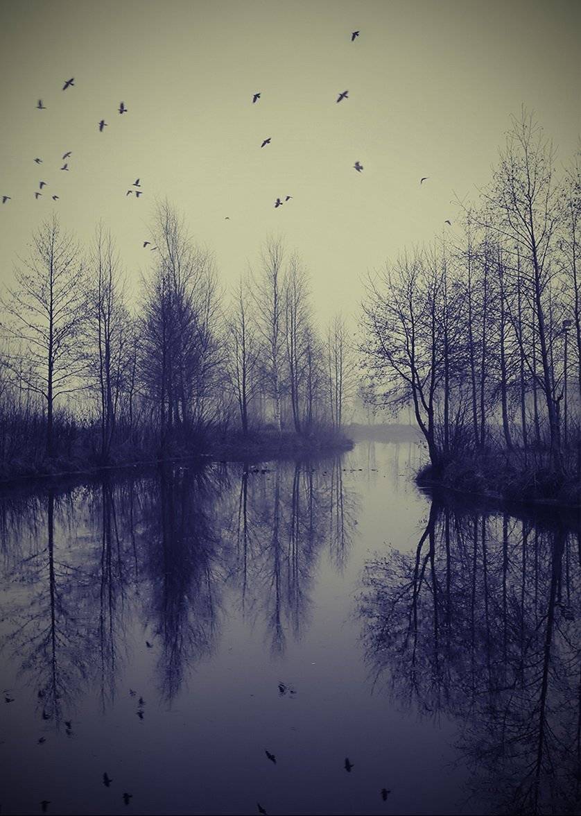 сестрорецкие болота,тонирование,туман,ветки,птицы,сюр, alexOmRam