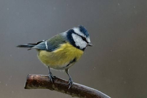Sparrows