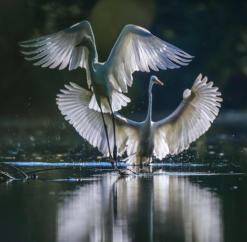 Игры фото превью