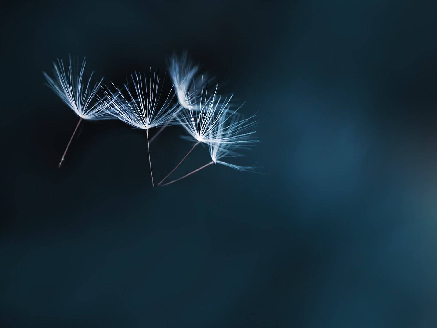 , Юлиана Джус