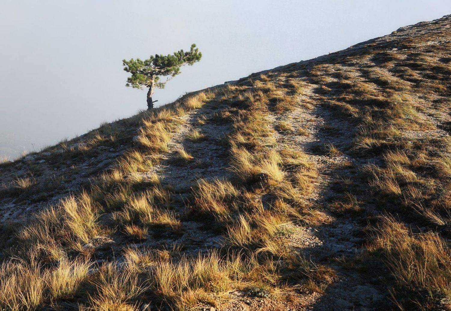 крым, горы, осень, ай-петри, сосна, Лопухов Сергей