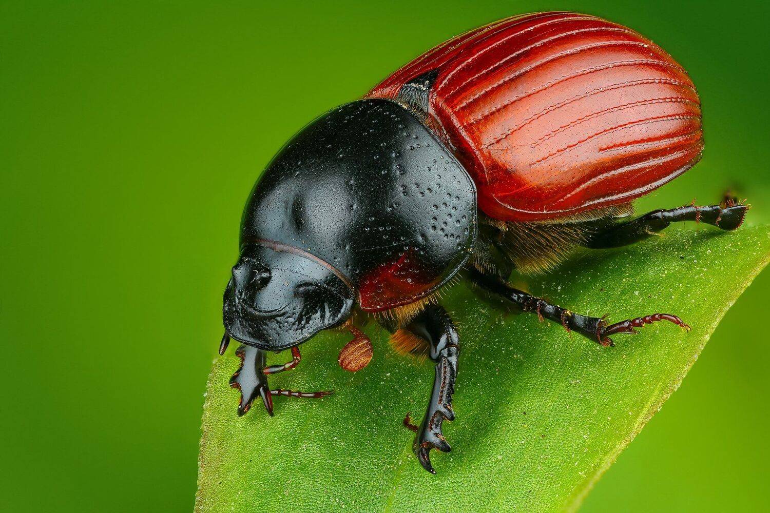 жук макро природа красный цвет черный трава зеленый , Андрей Шаповалов