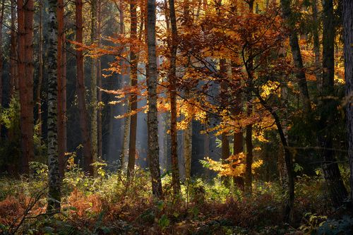 Autumn Forest