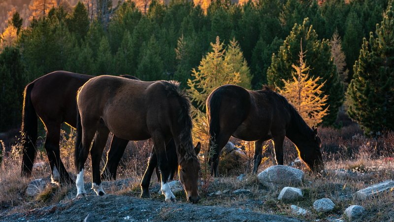 горы, алтай, горный алтай, солнце, утро, рассвет, кони, лошади, животные, красота, ник васильев Кони. фото превью