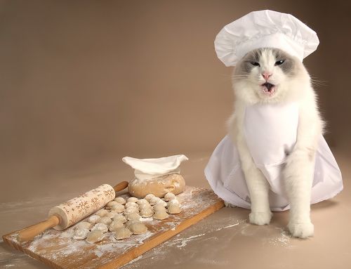 Котики -Поварята