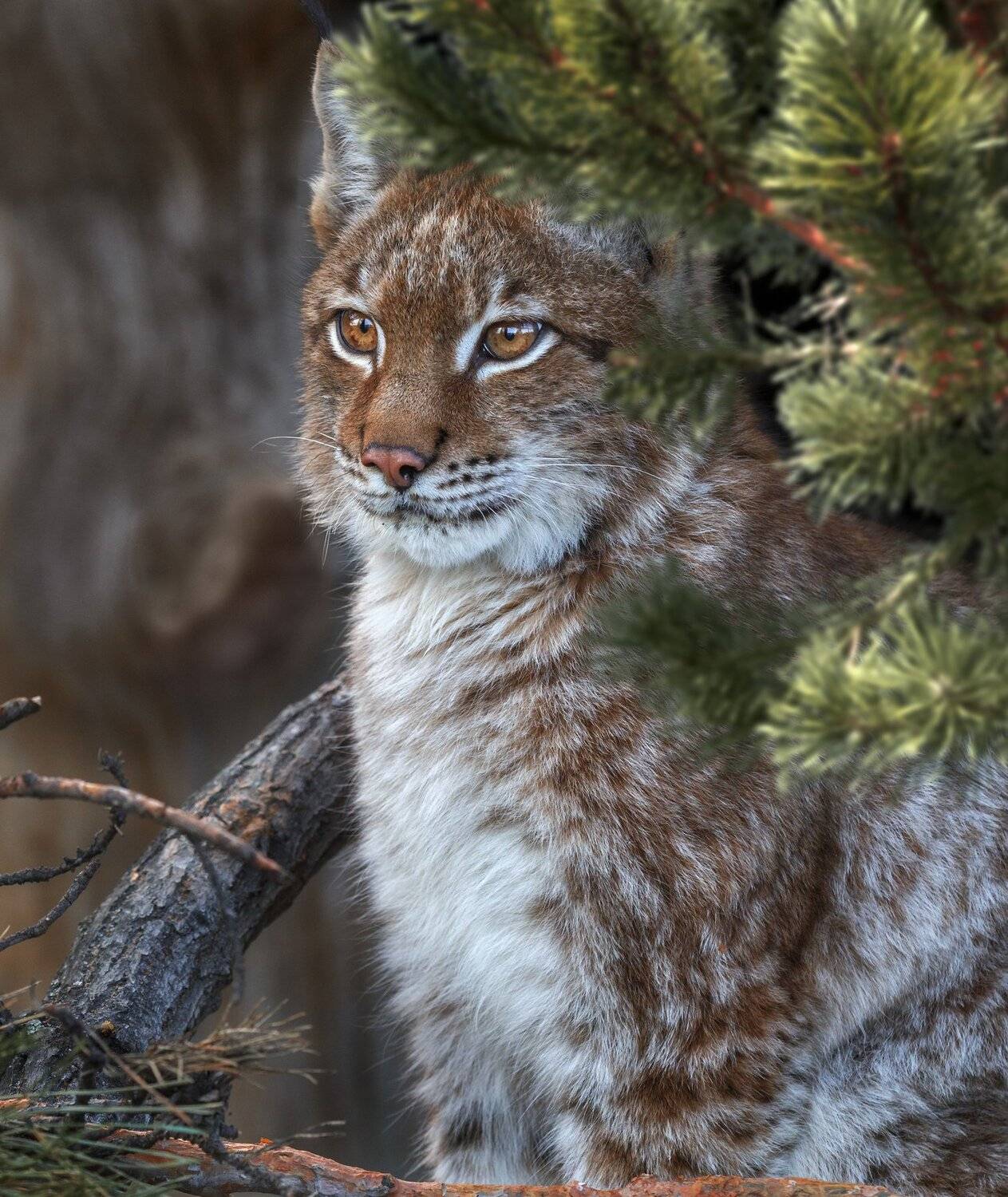 рысь, Олег Богданов