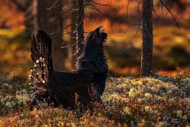 Capercaillie фото превью