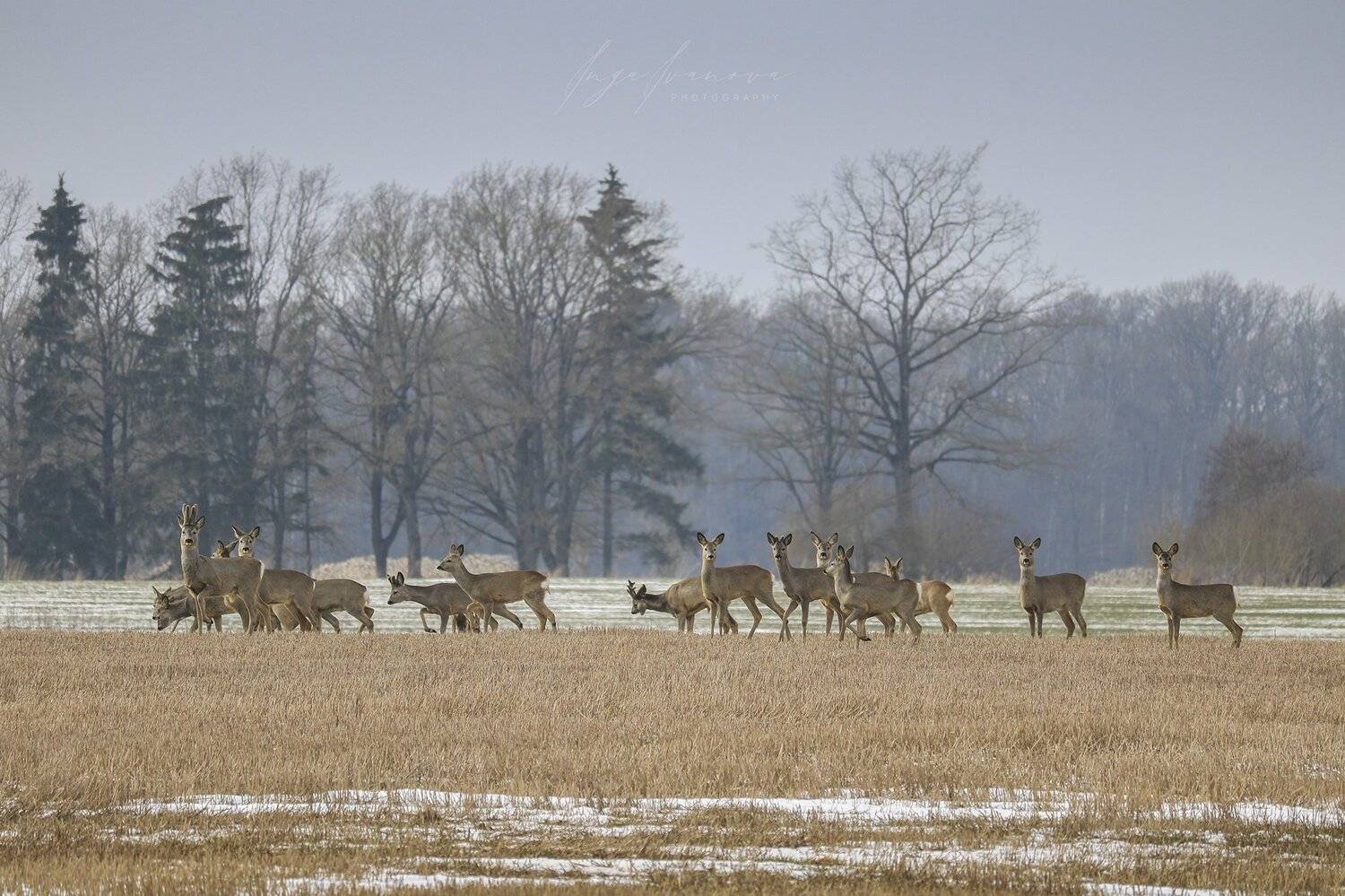в поисках зеленыx ростков, Инга Иванова