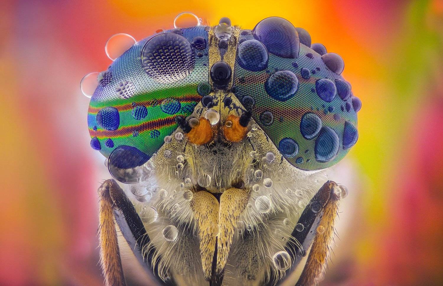 ceclii, lgg4, macro, drops, Tsvetan Ganev