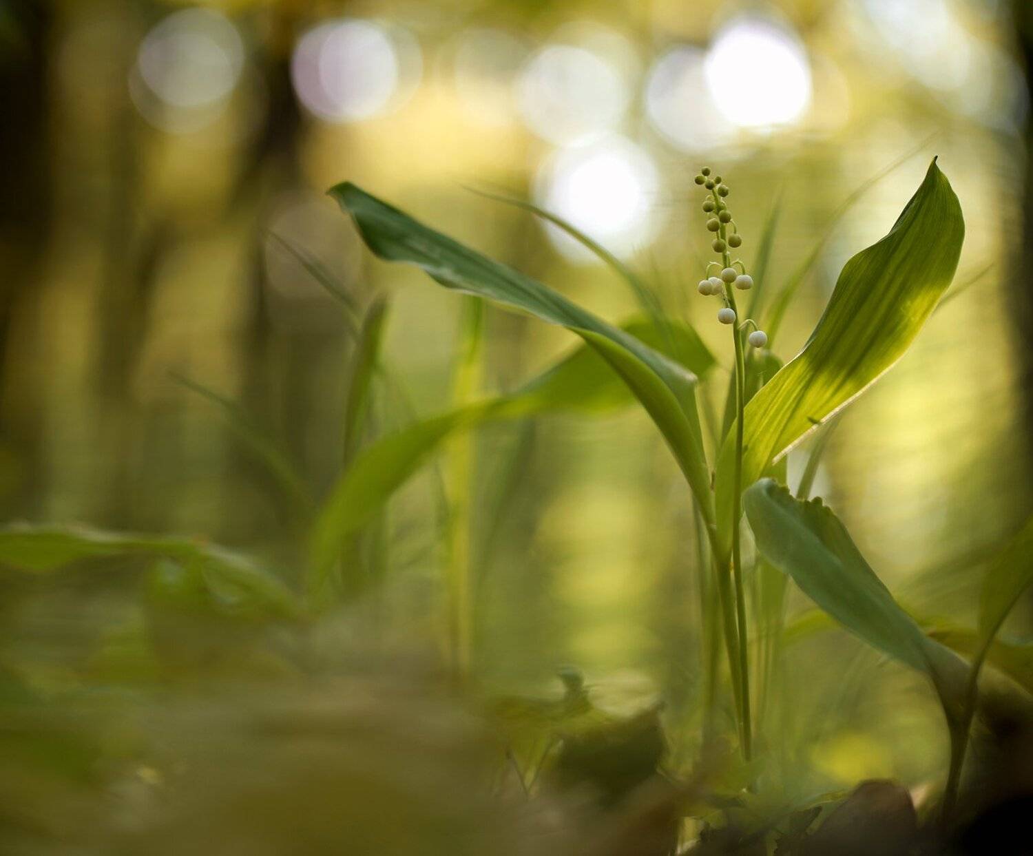 , Кузнецов Дмитрий