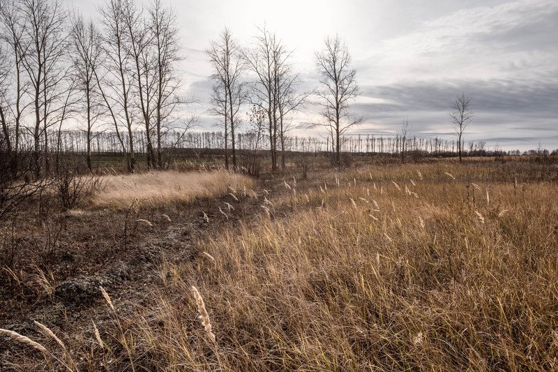 пейзаж, landscape, осень, autumn, поле, novamber, field Ноябрь фото превью