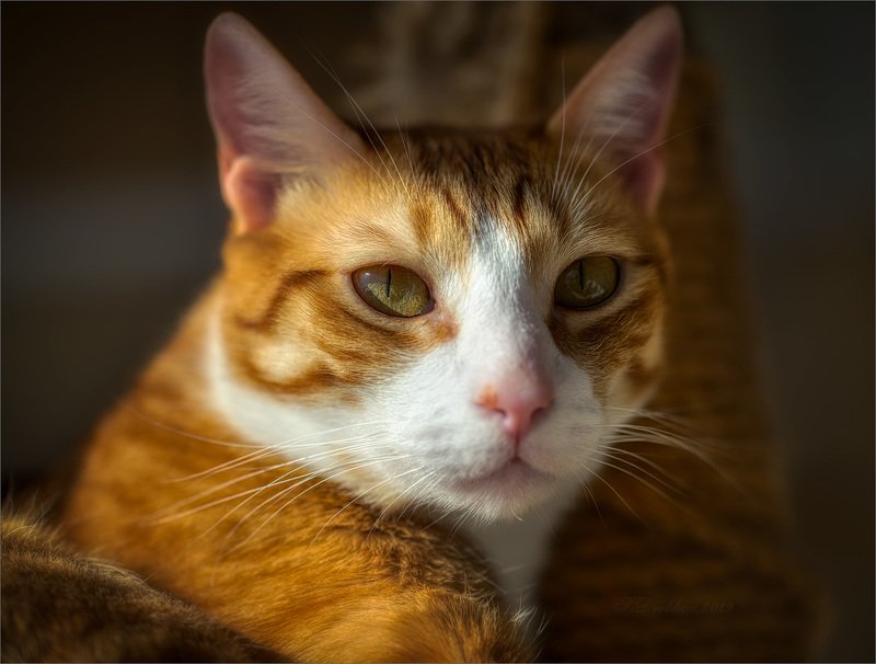 кошки, животные, портрет Портрет на закате дня фото превью