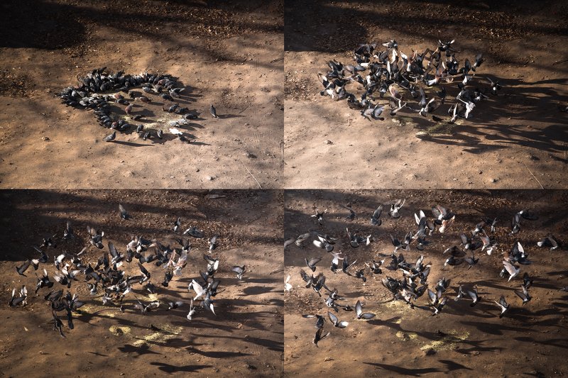 Panic! фото превью