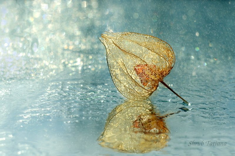 физалис, капли, макро, боке Физалис фото превью