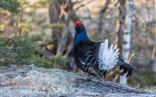 На тетеревином току.