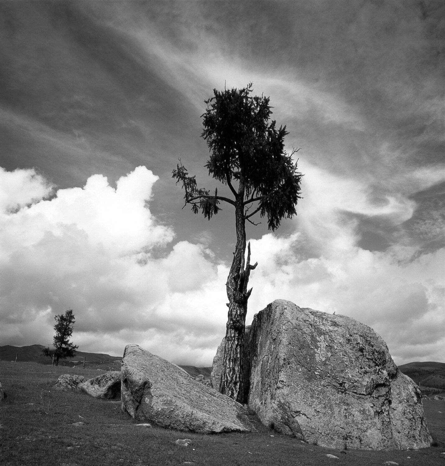 лиственница, камни, глыбы, скалы, небо, облака, крона, птичка, Алтай, Дмитрий Ткаченко
