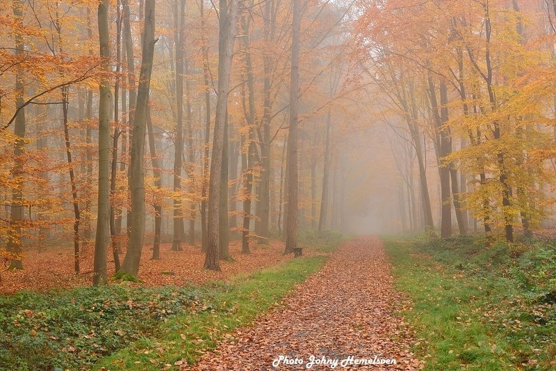The magic forest. фото превью