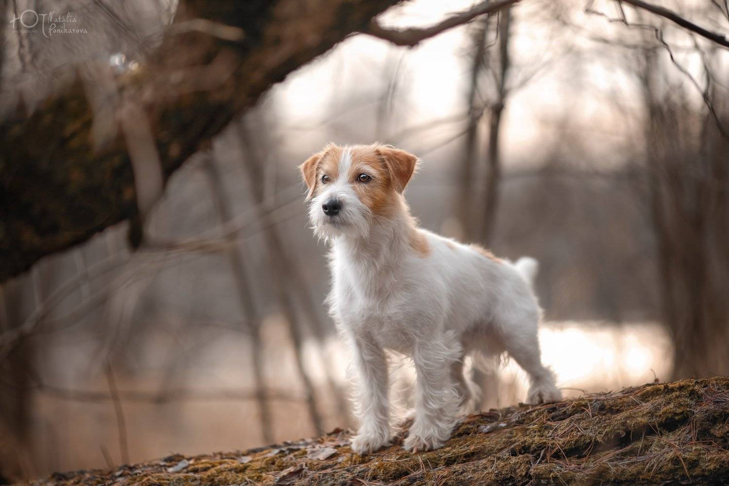 , Наталия Поникарова