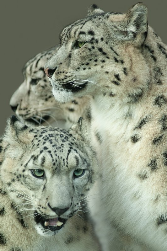 Little snow leopards фото превью