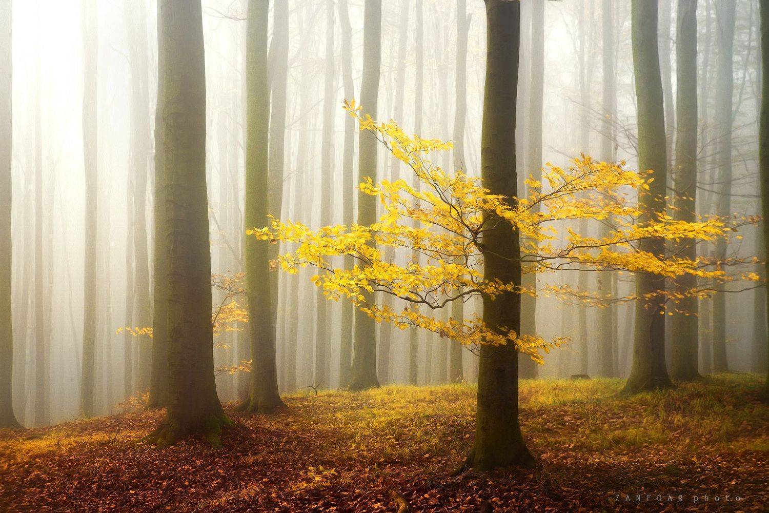 чехия,  Zanfoar