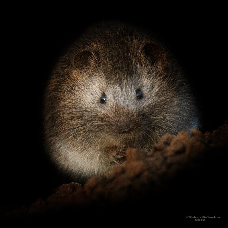 Пандочка фото превью