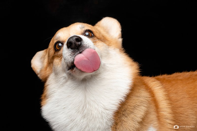 dog, face, lick, tongue, expression, animal, pet  The Lick фото превью