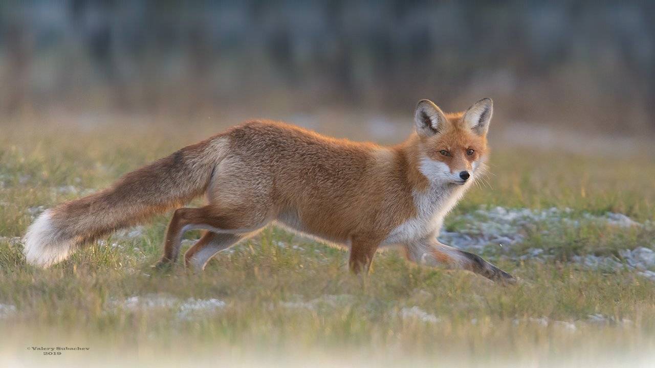 , Валерий Субачев