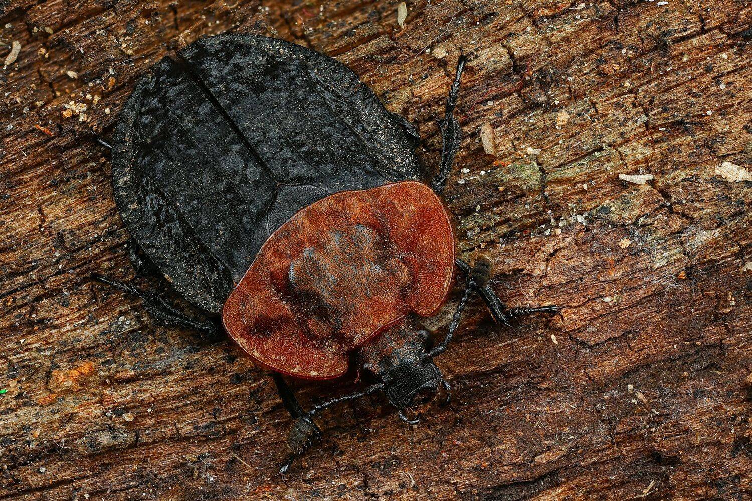 жук макро природа усы цвет черный коричневый , Андрей Шаповалов