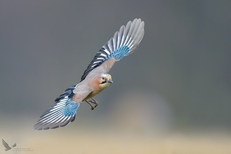 Sójka, Eurasian Jay (Garrulus glandarius) ... 2019r фото превью