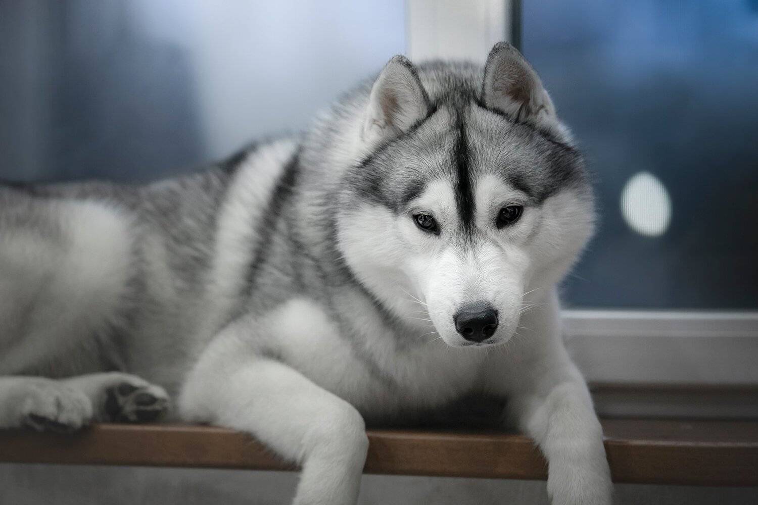 husky, dogs, siberian husky, Erika Tsogoeva