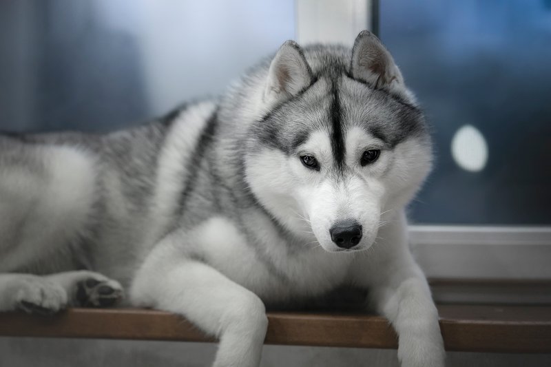 husky, dogs, siberian husky Windowsill ZamZam фото превью