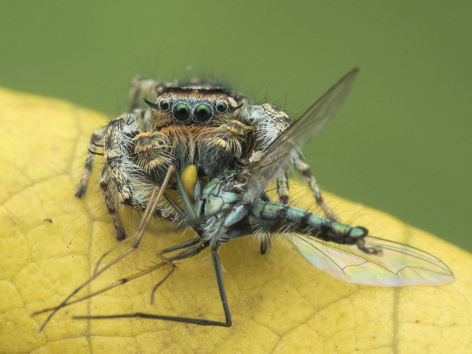 #spider#prey#colors#macro, Choo How Lim