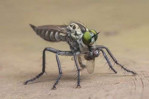 Ruồi sát thủ (Robber fly)
