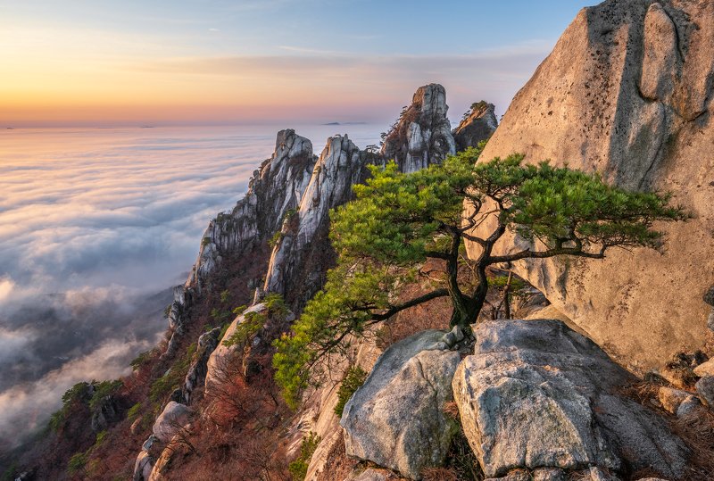 Other pine tree of Dobongsan фото превью