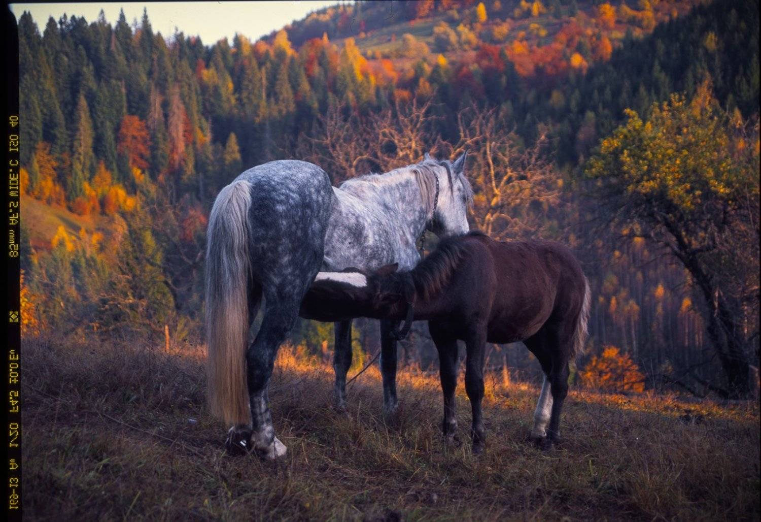 fuji, film , velvia, horse, animal, alpine, autumn, background, beautiful, carpathian mountains, carpathians, cloud, color, colorful, conifer, countryside, deciduous, diagonal, fall, field, foliage, forest, haystack, hill, house, land, landscape, meadow, , Арсений Герасименко