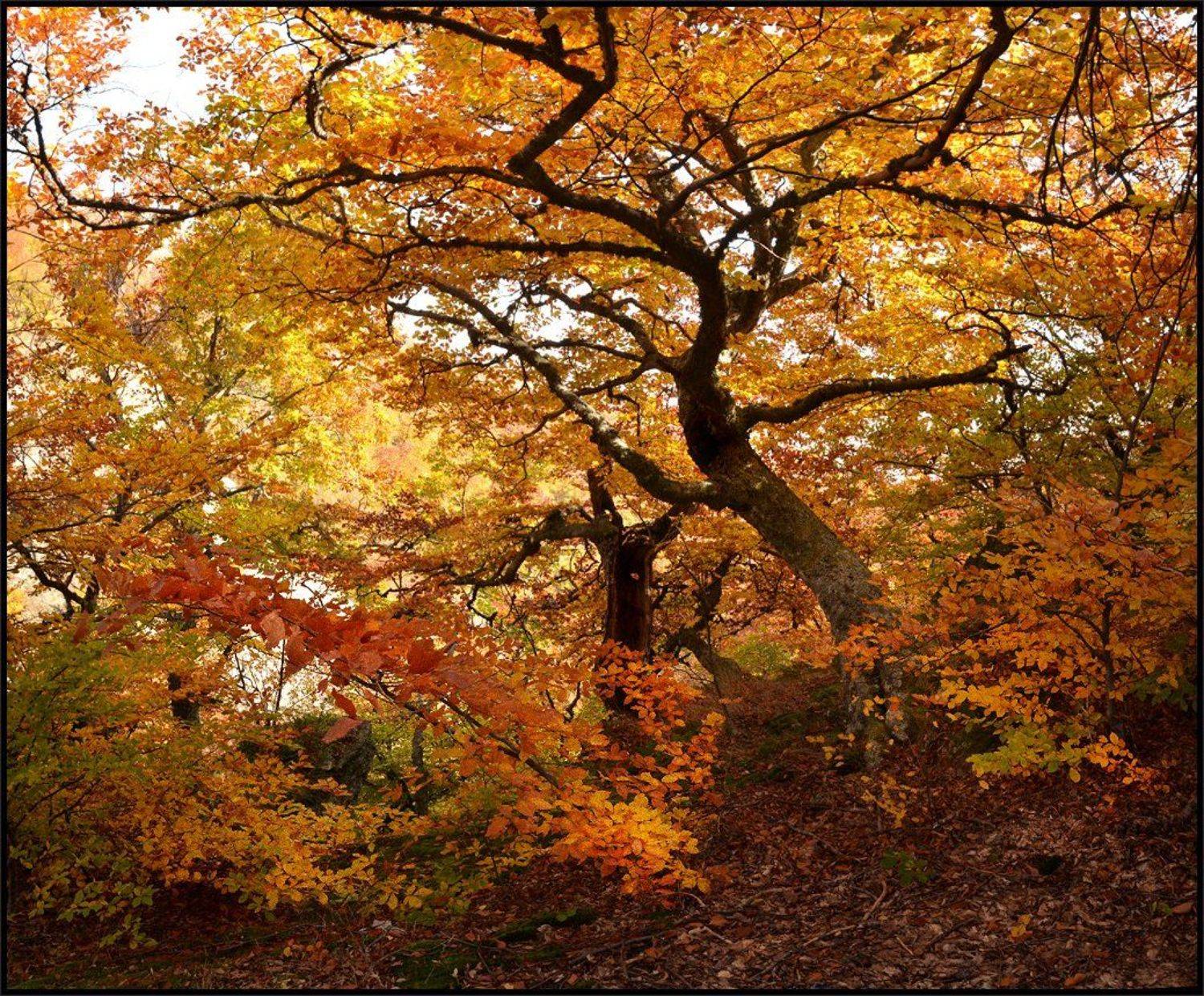 , Владимир Метцгер