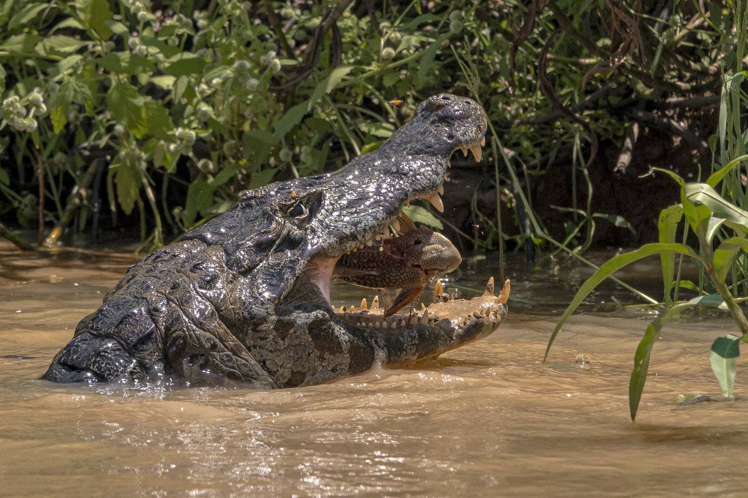 кайман, Александр Маркелов
