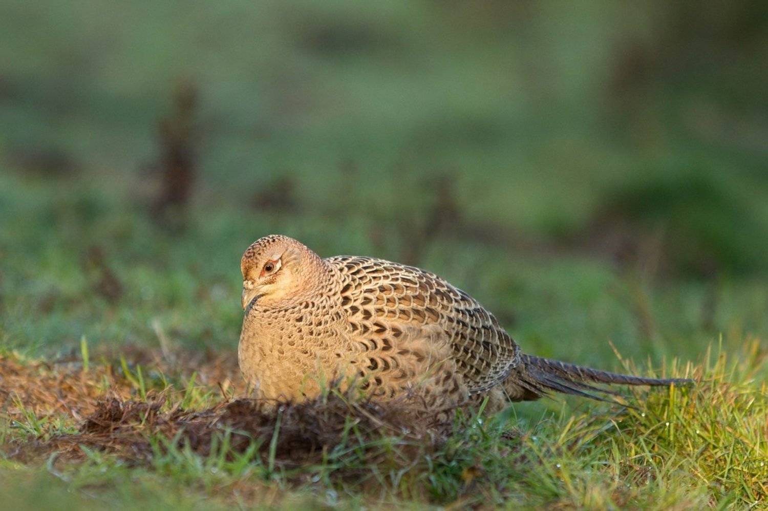 , Janina J?drzejewska-Szombara